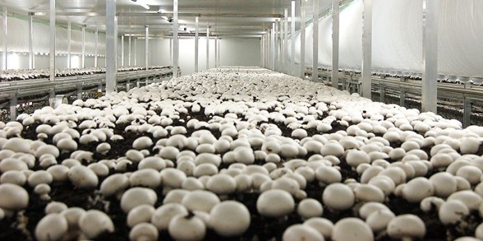 رطوبت ساز صنعتی در پرورش قارچ